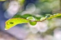 Fresh juicy green leaf in droplets of morning dew outdoors. Beautiful water drop on leaf at nature close-up macro. Royalty Free Stock Photo