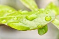 Fresh juicy green leaf in droplets of morning dew outdoors. Beautiful water drop on leaf at nature close-up macro. Royalty Free Stock Photo