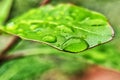 Fresh juicy green leaf in droplets of morning dew outdoors. Beautiful water drop on leaf at nature close-up macro. Royalty Free Stock Photo