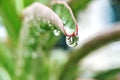 Fresh juicy green leaf in droplets of morning dew outdoors. Beautiful water drop on leaf at nature close-up macro. Royalty Free Stock Photo