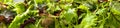 Fresh juicy green lettuce and beet leaves for vegetarian food and diet, close-up, panoramic format Royalty Free Stock Photo