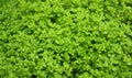 Fresh juicy green small plants` leaves. Dense cover of plants. Wallpaper