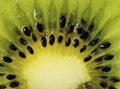 Fresh juicy kiwi fruit slice Royalty Free Stock Photo