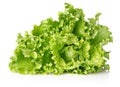 Fresh juicy leaves of lettuce