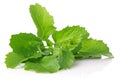 Fresh juicy leaves of salad mustard