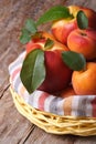 Fresh juicy nectarine, peaches and apricots in a basket Royalty Free Stock Photo