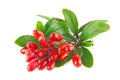 Fresh juicy organic barberry on branch with green leaves.