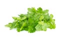 Fresh juicy organic bundle of cilantro