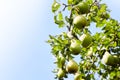 Fresh juicy pears on pear tree branch. Organic pears in natural environment. Royalty Free Stock Photo