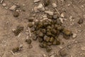 Horse shit manure pile on the organic farm. Natural background background with copy space