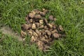 Horse shit manure pile on the organic farm. Natural background background with copy space Royalty Free Stock Photo