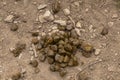 Horse shit manure pile on the organic farm. Natural background background with copy space