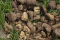 Horse shit manure pile on the organic farm. Natural background background with copy space Royalty Free Stock Photo