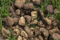 Horse shit manure pile on the organic farm. Natural background background with copy space Royalty Free Stock Photo