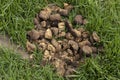 Horse shit manure pile on the organic farm. Natural background background with copy space