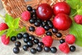 Harvest Collection.Fresh juicy plams, raspberry and blackcurrants with green mint leaves in round wooden plate. Top view.