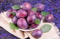 Fresh juicy plums in a bowl on a dark blue background. Close-up. Royalty Free Stock Photo