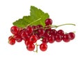 Fresh, juicy red currant isolated on white background Royalty Free Stock Photo