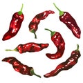 Fresh juicy red hot chili pepper, set of spicy peppers, group of vegetables, chilli cayenne pepper, isolated, hand drawn Royalty Free Stock Photo