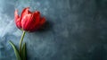 Fresh juicy red tulip on blue plastered wall background