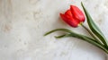 Fresh juicy red tulip on blue plastered wall background