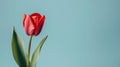 Fresh juicy red tulip on light colored background Royalty Free Stock Photo