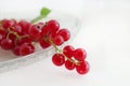 Fresh Juicy Redcurrant isolated on a White Background