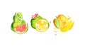 Fresh Juicy Ripe Guava, Mango Fruits Hand Drawn Watercolor Painting Vector Illustration Royalty Free Stock Photo