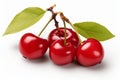 Fresh juicy ripe red cherry branch isolated on white background - delicious fruit for sale Royalty Free Stock Photo