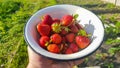 Fresh juicy ripe tasty organic strawberries in an old metal bowl outdoors on a sunny summer day. Strawberry red fresh berries and Royalty Free Stock Photo