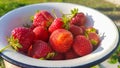 Fresh juicy ripe tasty organic strawberries in an old metal bowl outdoors on a sunny summer day. Strawberry red fresh berries and Royalty Free Stock Photo