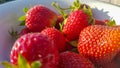 Fresh juicy ripe tasty organic strawberries in an old metal bowl outdoors on a sunny summer day. Strawberry red fresh berries and Royalty Free Stock Photo