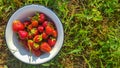 Fresh juicy ripe tasty organic strawberries in an old metal bowl outdoors on a sunny summer day. Strawberry red fresh berries and Royalty Free Stock Photo