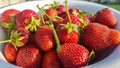 Fresh juicy ripe tasty organic strawberries in an old metal bowl outdoors on a sunny summer day. Strawberry red fresh berries and Royalty Free Stock Photo