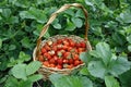 Fresh juicy strawberries with leaves. Strawberry background. The concept of healthy eating. Fresh organic berries are collected in Royalty Free Stock Photo