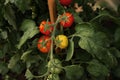 Fresh juicy tomatoes ripening in a greenhouse. Ecological cultivation. Food, vegetables, agriculture. Selective focus and noise. Royalty Free Stock Photo