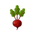 Fresh juicy veg - beet, beetroot vector icon isolated on white background. beetroot icon, flat style, vegetable vector Royalty Free Stock Photo