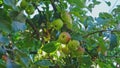 Fresh Juicy Vitamin C Rich Apple Fruit Ripening on Branch of Garden Apple Tree
