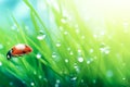 Fresh juicy young grass in droplets of morning dew and a ladybug in summer spring on a leaf macro. Royalty Free Stock Photo