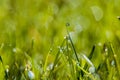 Fresh juicy young grass in droplets of morning dew, spring on a nature macro. Drops of water on the grass, natural wallpaper, Royalty Free Stock Photo