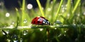 Fresh_juicy_young_grass_in_droplets_of_morning_1690444679839_6 Royalty Free Stock Photo