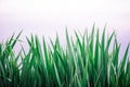 Fresh juicy young grass in summer spring against blue water Royalty Free Stock Photo