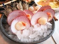 Fresh juicy yummy delicious uncooked raw scallops in shell on ice at Japanese restaurant