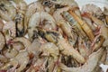 Fresh Jumbo Shrimp Heap on Market Stall