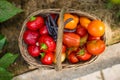 Fresh just harvested vegetables in a basket in a greenhouse. Growing own vegetables in a homestead. Gardening and lifestyle of