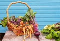 Fresh, just picked in the garden, vegetables in the basket: carrots and beets with tops Royalty Free Stock Photo