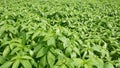 Fresh jute leaves. Jute Cultivation in Bangladesh. Jute is extracted from the bark of the white jute plant Corchorus capsularis