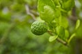 Fresh Kaffir lime or Bergamot plant, is used in many skin care cream