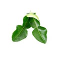 Fresh kaffir lime leaf