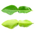 Fresh kaffir lime leaf